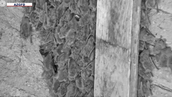 Mosquito-eating bats providing insect-control around Phoenix