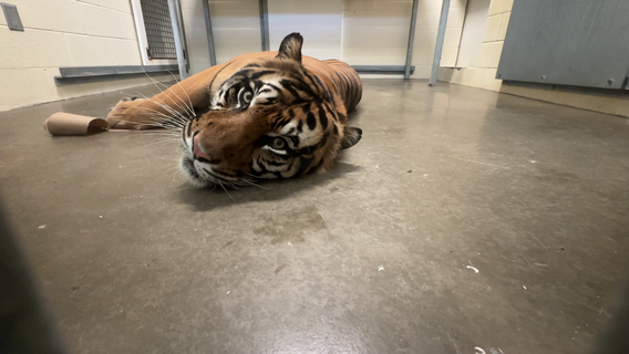 How Phoenix Zoo staff prepare animals for stormy weather