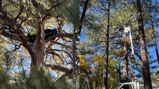 Beary good teamwork: Mama bear, cubs rescued from Flagstaff school tree