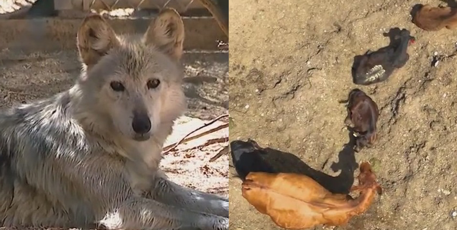 Mexican Gray Wolves vs. Arizona ranchers: A battle reaches Capitol Hill