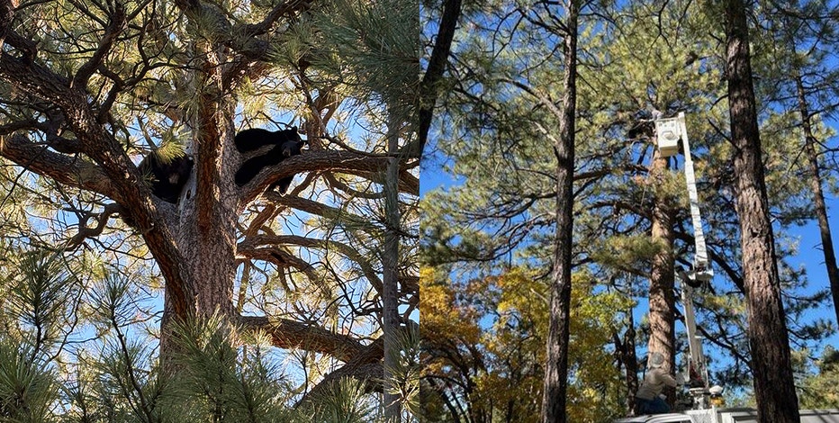 Beary good teamwork: Mama bear, cubs rescued from Flagstaff school tree