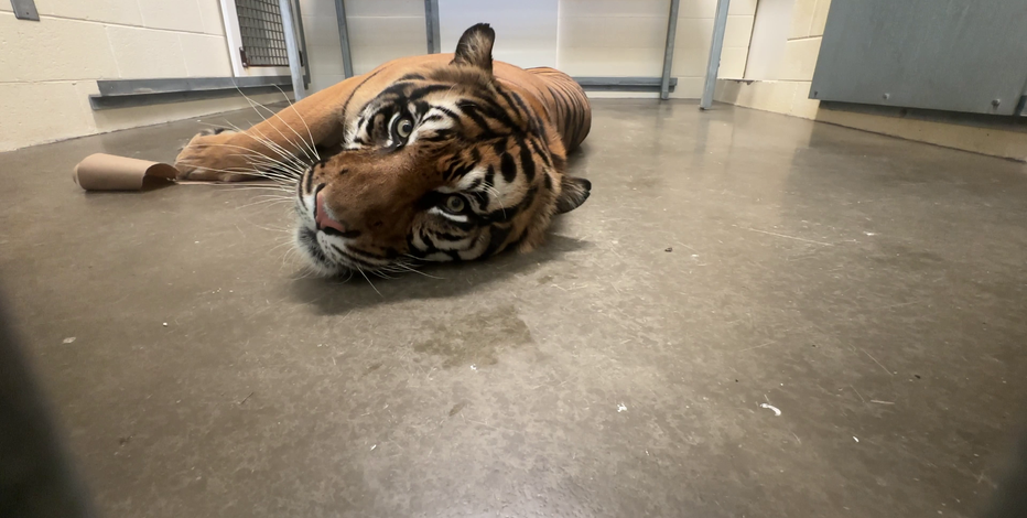 How Phoenix Zoo staff prepare animals for stormy weather
