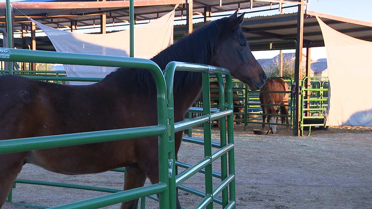 Equine Herpesvirus outbreak spreads in Arizona