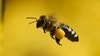 Pedestrian hit after driver allegedly suffers bee sting: police