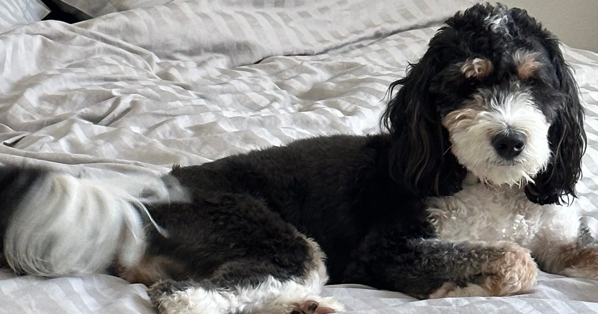 Arizona community helps reunite lost dog with family | FOX 10 Phoenix