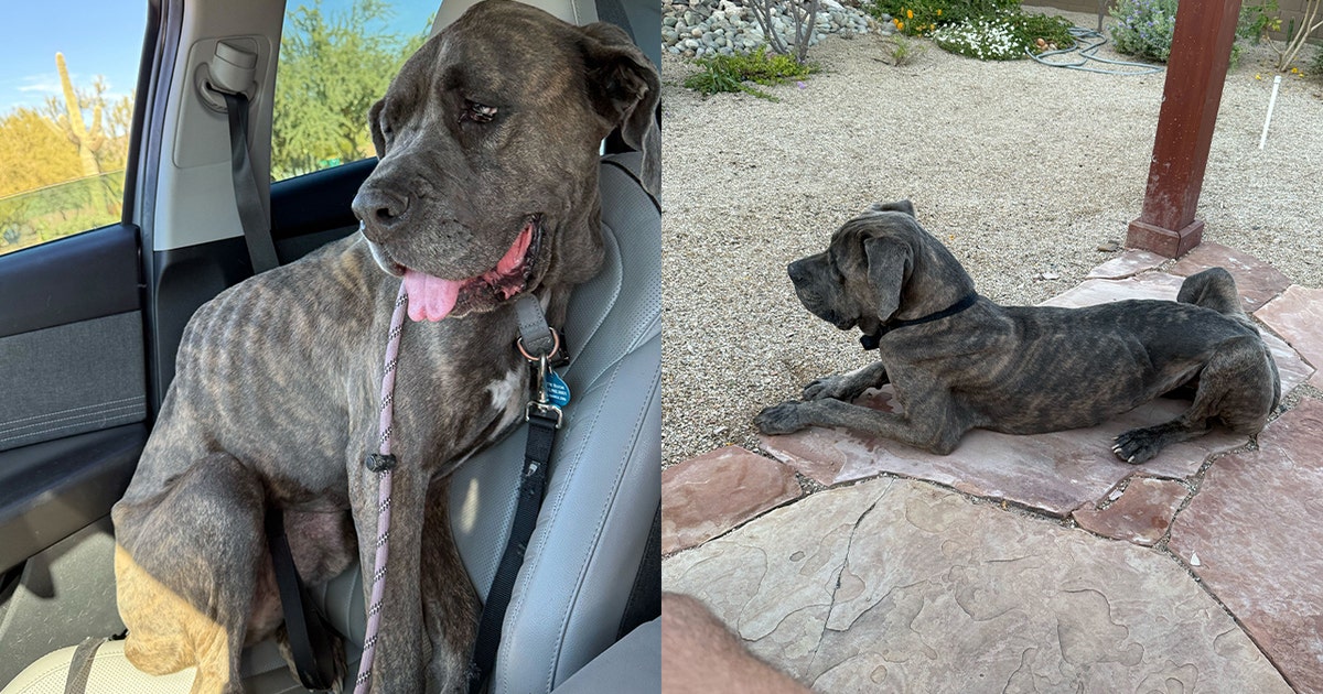 You melted my heart': Phoenix man refuses to abandon starving dog