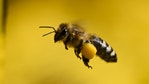 Driver strikes pedestrian after bee sting causes medical emergency: Mesa PD