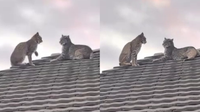 Bobcats spotted resting on Scottsdale home's roof