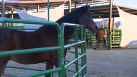 Equine Herpesvirus outbreak spreads in Arizona