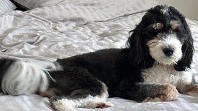 Arizona community helps reunite lost dog with family