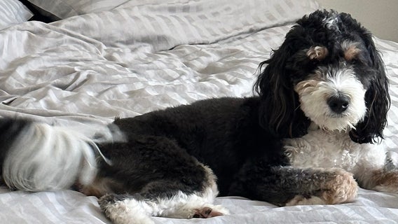 Arizona community helps reunite lost dog with family