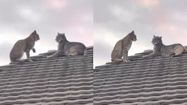 Bobcats spotted resting on Scottsdale home's roof