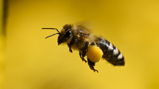 Driver strikes pedestrian after bee sting causes medical emergency: Mesa PD
