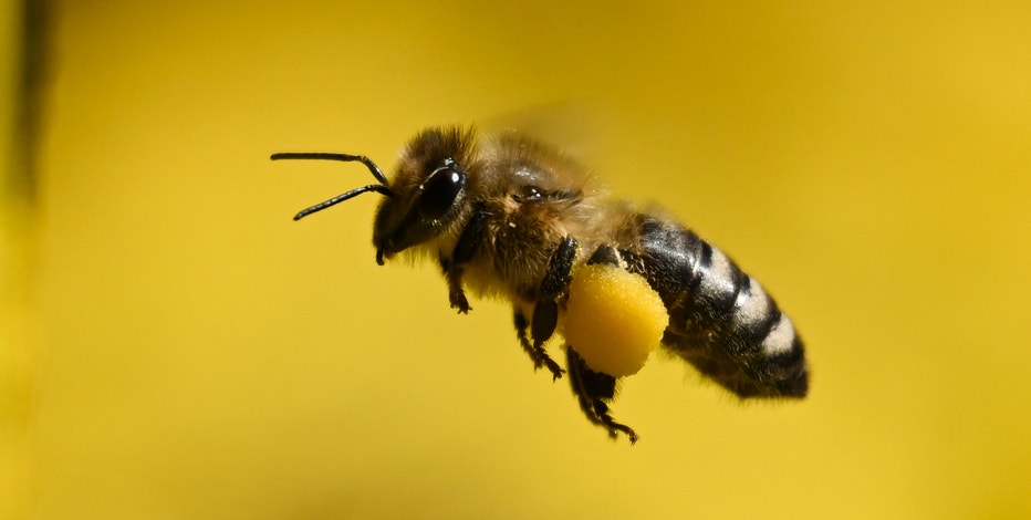 Driver strikes pedestrian after bee sting causes medical emergency: Mesa PD