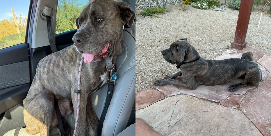 'You melted my heart': Phoenix man refuses to abandon starving dog