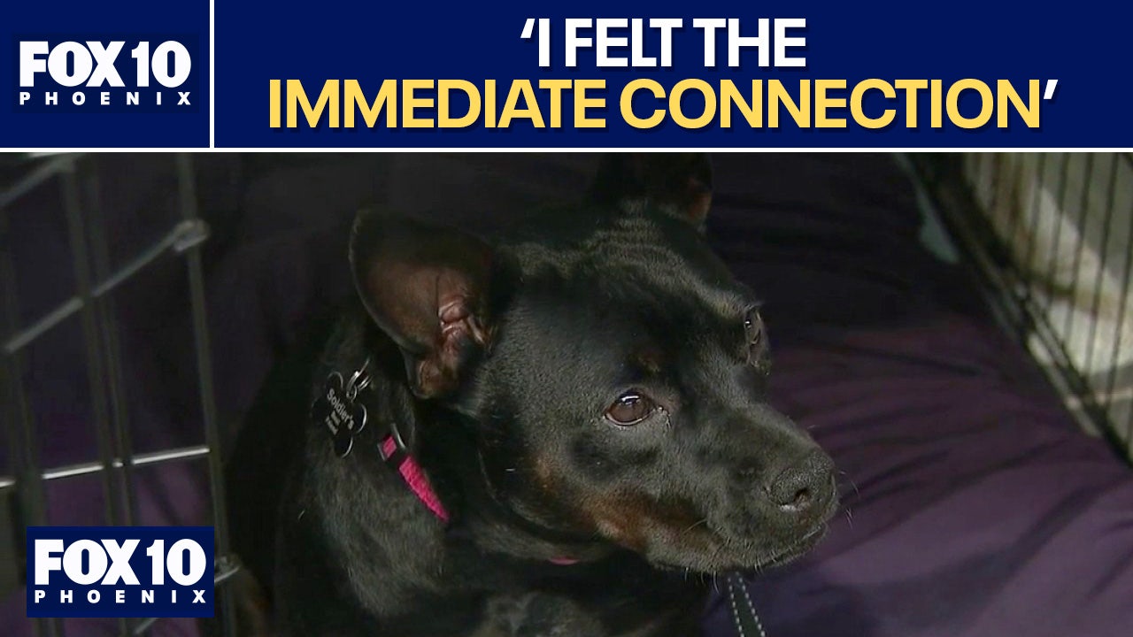 How Arizona inmates and shelter dogs are helping veterans heal