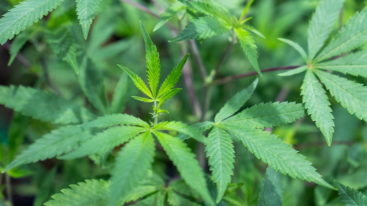 Arizona announces marijuana recall amid contamination worries: Here's what to know