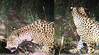 New jaguar spotted in southern Arizona, 5th documented since 2011