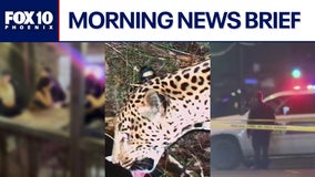 Hit-and-run suspect spotted inside bar before deadly crash; new jaguar documented in AZ l Morning News Brief