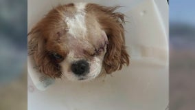 Small dog survives bobcat attack in Scottsdale's DC Ranch