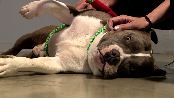 Inmates find 'humanity' and purpose training shelter dogs