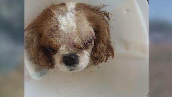 Small dog survives bobcat attack in Scottsdale's DC Ranch