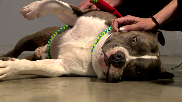 Inmates find 'humanity' and purpose training shelter dogs