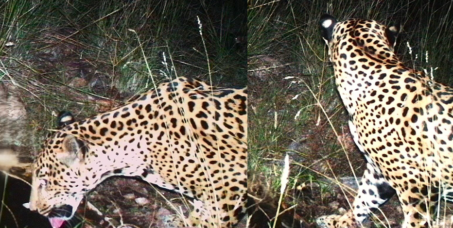 New jaguar spotted in southern Arizona, 5th documented since 2011