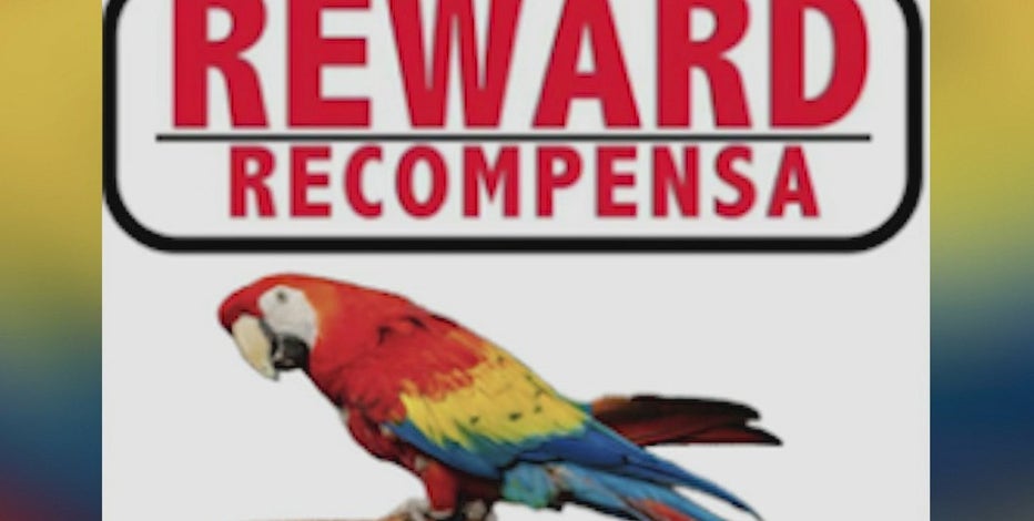 Macaw goes missing near 43rd Avenue and Cactus Road in Phoenix