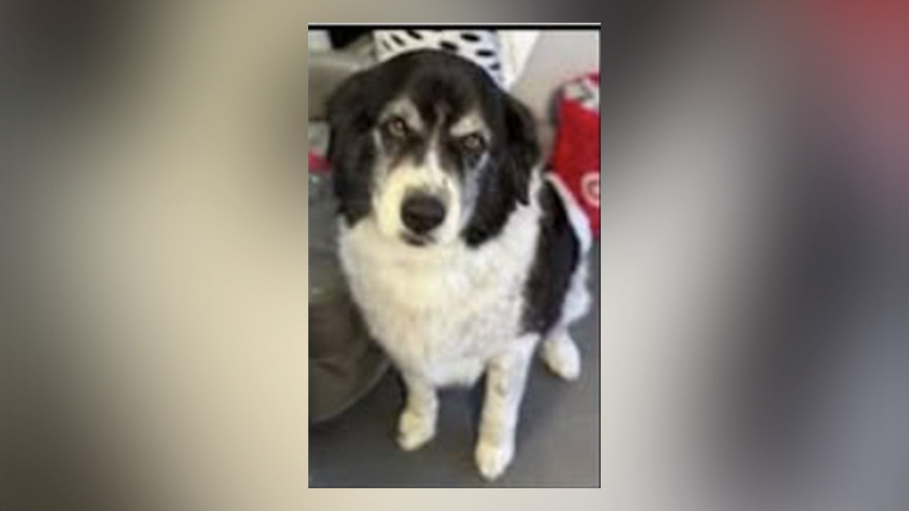 Bloodied dog found dead miles from home prompts animal cruelty investigation in southern Arizona