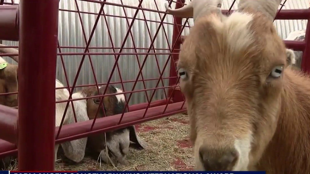 From roof goats to wallabies: AZ animal sanctuary wins international honor
