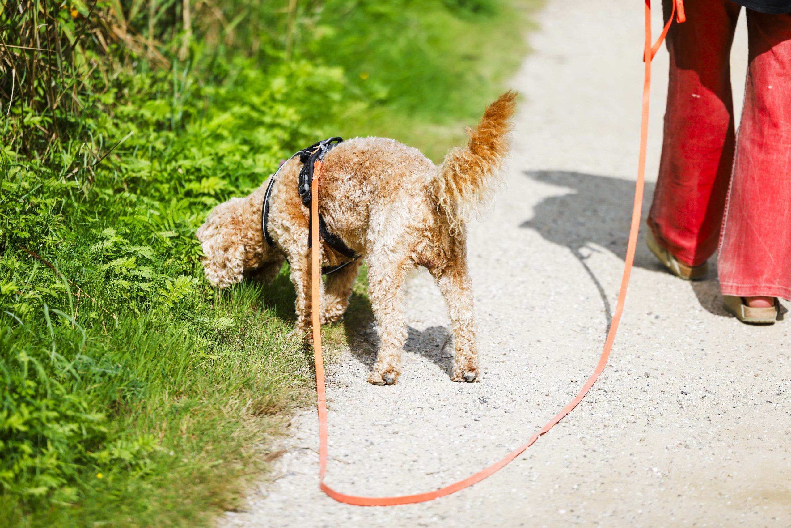 Vaccine hesitancy leads to fewer pets being vaccinated, Arizona Humane says