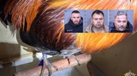 Illegal cockfighting ring busted in Tonopah: MCSO