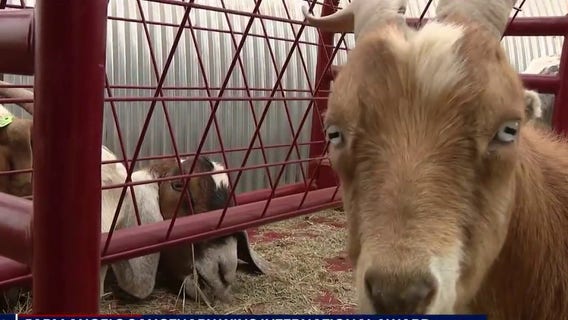 From roof goats to wallabies: AZ animal sanctuary wins international honor
