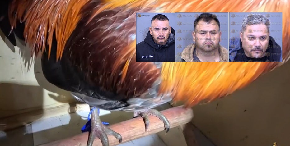 Illegal cockfighting ring, involving 34 live roosters, busted in Tonopah: MCSO