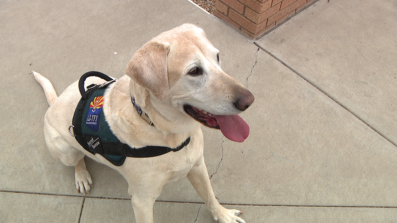 Search and rescue dog with Phoenix Fire retires after nearly a decade