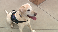 Search and rescue dog with Phoenix Fire retires after nearly a decade