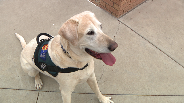 Search and rescue dog with Phoenix Fire retires after nearly a decade
