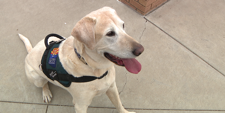Search and rescue dog with Phoenix Fire retires after nearly a decade