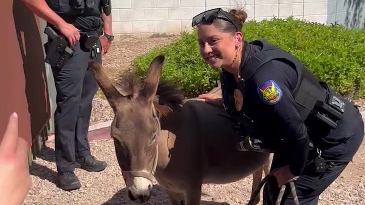 Therapy donkey rescued by Phoenix Police after van lockout