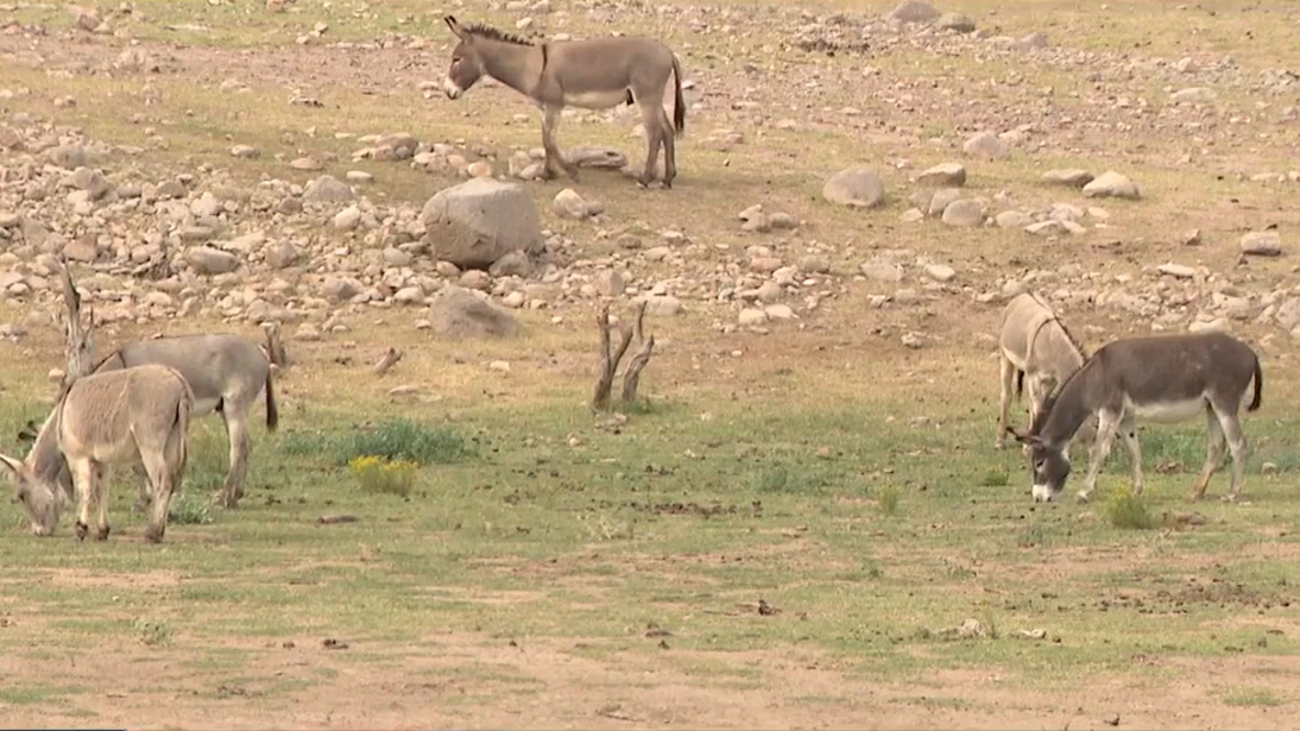 Wild burro removal plans underway in Lake Pleasant to reduce herd