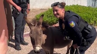 Therapy donkey rescued by Phoenix Police