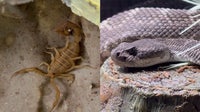 March heatwave kickstarts early rattlesnake, scorpion surge across Arizona