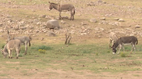 Wild burro removal plans underway in Lake Pleasant to reduce herd