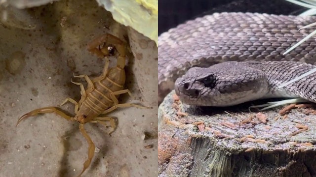 March heatwave kickstarts early rattlesnake, scorpion surge across Arizona
