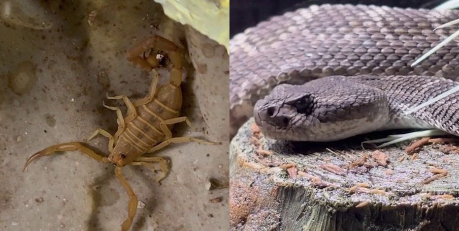 March heatwave kickstarts early rattlesnake, scorpion surge across Arizona