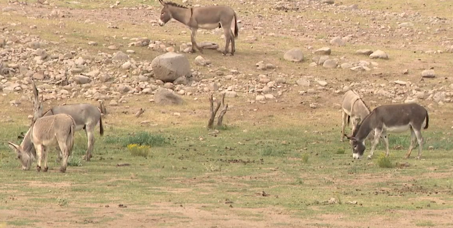 Wild burro removal plans underway in Lake Pleasant to reduce herd