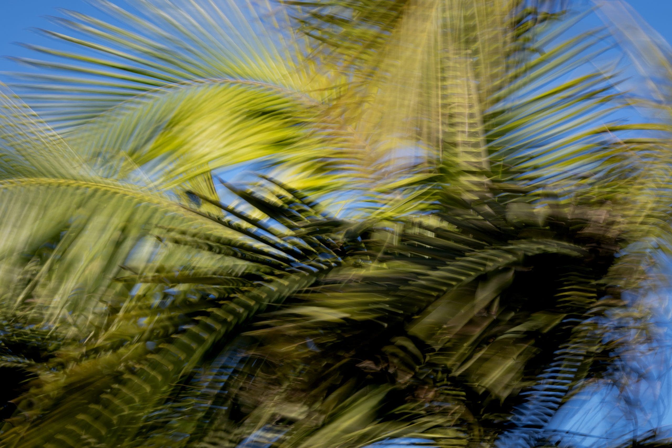 Tree trimmer dies after getting trapped by palm fronds in Tempe