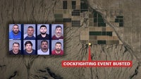 8 arrested in massive cockfighting ring bust in Rainbow Valley