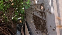 Warm AZ winter triggers bee activity explosion